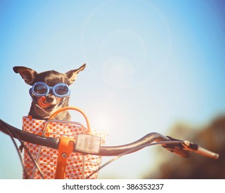 a cute chihuahua riding in a basket on a bicycle and wearing goggles toned with a retro vintage instagram filter app or action effect