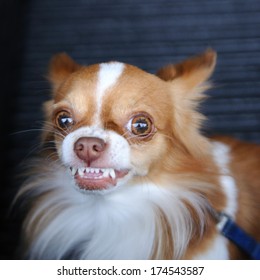 1,156 Chihuahua teeth Images, Stock Photos & Vectors | Shutterstock