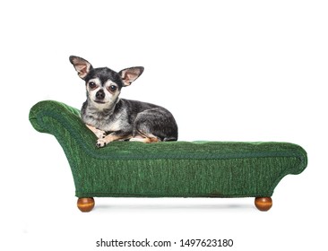 cute chihuahua sitting on a chaise lounge in an isolated studio shot 