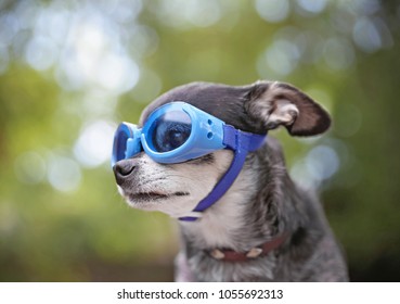 chihuahua helmet and goggles