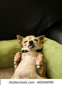 cute chihuahua taking a nap on his back on a green microfiber pet bed 