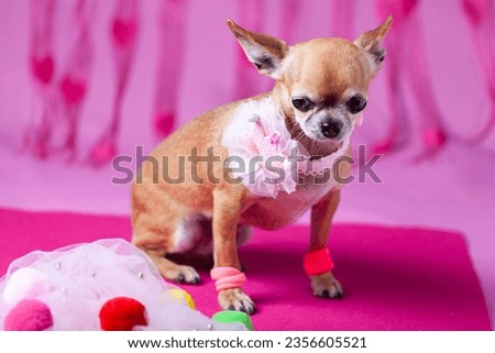Cute chihuahua toy dog, brown sitting with cute collar and paw ornaments, pink background, Barbie look, horizontal
