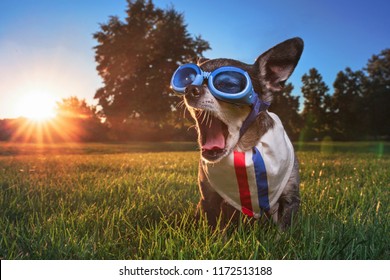 cute chihuahua wearing goggles and a bandana sitting on grass and yawning at sunrise 