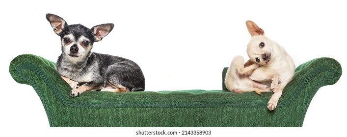 Cute Chihuahuas On A Green Couch Isolated On A White Background