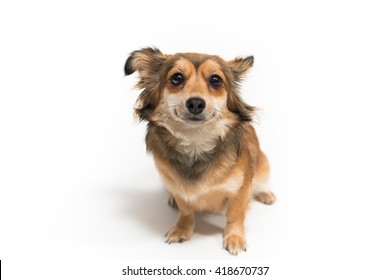 Cute Chihuaua Dog On White Background