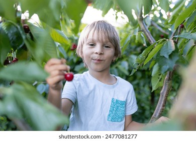Cute child, boy, climbing cherry tree and eating cherries right from the tree. Children eating healthy fruits - Powered by Shutterstock