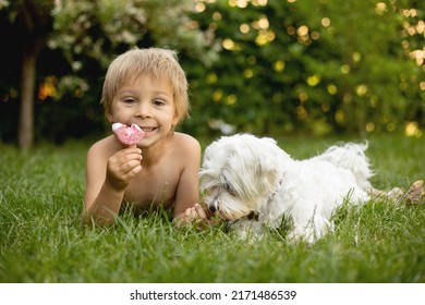 Cute Child, Boy And His Maltese Dog, Eating Doughnut Ice Cream In The Backyard Of His Home Garden