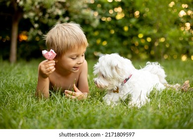 Cute Child, Boy And His Maltese Dog, Eating Doughnut Ice Cream In The Backyard Of His Home Garden