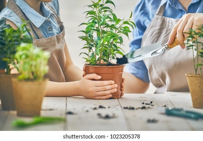 Cute Child Girl Helping Her Mother To Care For Plants. Mom And Her Daughter Engaging In Gardening Near Window At Home. Happy Family In Spring Day.