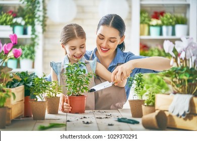 Cute Child Girl Helping Her Mother To Care For Plants. Mom And Her Daughter Engaging In Gardening Near Window At Home. Happy Family In Spring Day.
                         