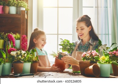 Cute Child Girl Helps Her Mother To Care For Plants. Mom And Her Daughter Engaged In Gardening Near Window At Home. Happy Family In Spring Day.