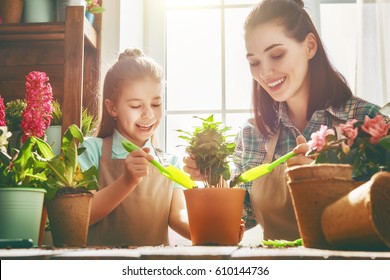 Cute Child Girl Helps Her Mother To Care For Plants. Mom And Her Daughter Engaged In Gardening Near Window At Home. Happy Family In Spring Day.