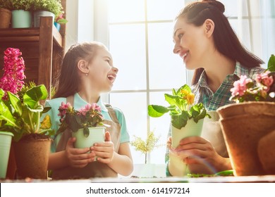 Cute Child Girl Helps Her Mother To Care For Plants. Mom And Her Daughter Engaged In Gardening Near Window At Home. Happy Family In Spring Day.