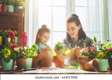 Cute Child Girl Helps Her Mother To Care For Plants. Mom And Her Daughter Engaged In Gardening Near Window At Home. Happy Family In Spring Day.