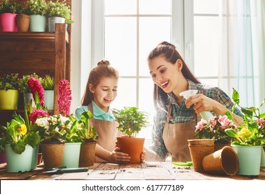 Cute Child Girl Helps Her Mother To Care For Plants. Mom And Her Daughter Engaged In Gardening Near Window At Home. Happy Family In Spring Day.