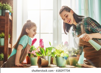 Cute Child Girl Helps Her Mother To Care For Plants. Mom And Her Daughter Engaged In Gardening Near Window At Home. Happy Family In Spring Day.