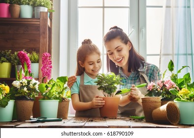 Cute Child Girl Helps Her Mother To Care For Plants. Mom And Her Daughter Engaged In Gardening Near Window At Home. Happy Family In Spring Day.