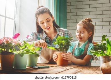 Cute Child Girl Helps Her Mother To Care For Plants. Mom And Her Daughter Engaged In Gardening Near Window At Home. Happy Family In Spring Day.