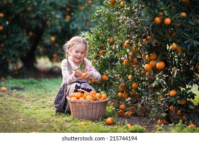 Cute Child Picking Harvest Of Fruit At The Farm