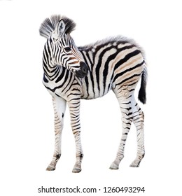 Baby Zebra Images Stock Photos Vectors Shutterstock