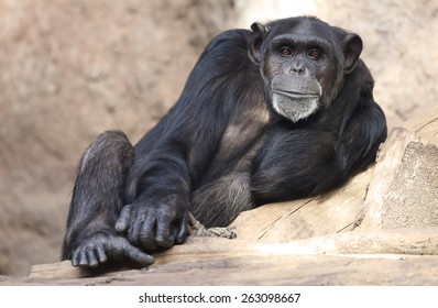 Cute Chimp