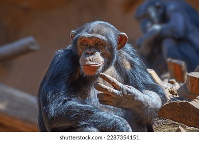 Cute chimpanzee monkey close up taken in park in  Tenerife, Spain