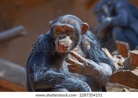 Cute chimpanzee monkey close up taken in park in  Tenerife, Spain
