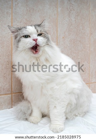 Cute Chinchilla cat portreit.Lovely chinchilla cat at veterinary clinic.