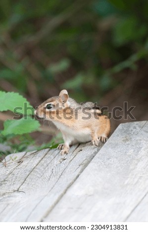 Cute chip munk on a wooden path. Forest in the background. USA