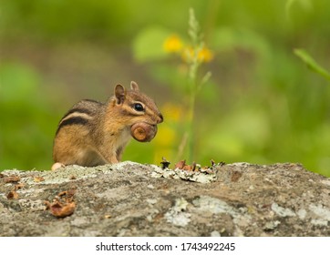 Cute Chipmunk With An Acorn