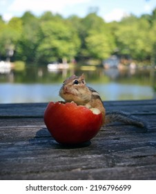 Cute Chipmunk Eating Apple Stock Photo 2196796699 | Shutterstock