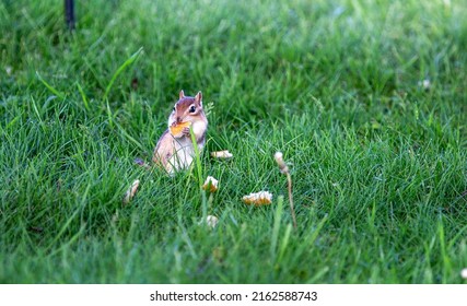 A cute Chipmunk in the grass holding a piece of bread while eating it...Michigan springtime. 