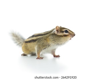 Cute Chipmunk Isolated On White Background.