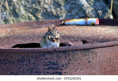 Cute Chipmunk With Leaves For Nest