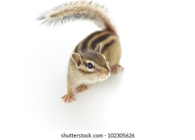 Cute Chipmunk On White Background