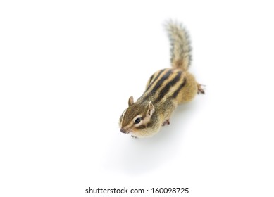 Cute Chipmunk On White Background