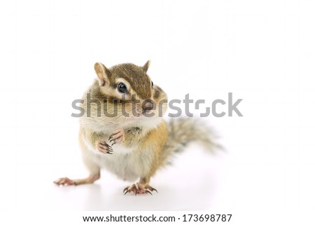 Cute Chipmunk on white background.