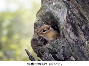 Cute Chipmunk Peeks From A Tree Hole