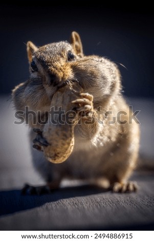 Cute chipmunk stuffing his cheeks with peanuts.