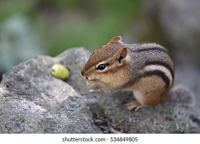 Cute Chipmunk (Tamias) Stuffs Acorn