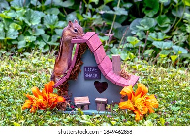 Cute Chipmunk Tries To Find A New Home, But This Little Wood Love Shack May Be A Bit Too Small