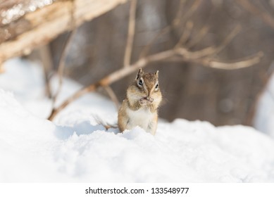 A cute chipmunk in Winter