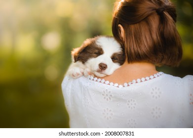 Cute chocolate border collie puppy sleeping on owner's hands - Powered by Shutterstock