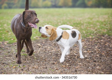 Cute Chocolate Brown Labrador Portrait