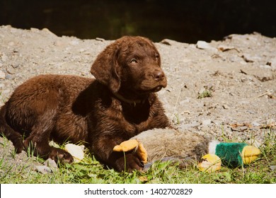 A Cute Chocolate Colored Chesapeake Bay Retriever Puppy Laying In The Grass With It's Toy.  