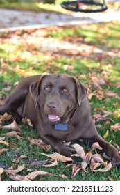 Cute Chocolate Lab Dog Lying In The Leaves In Fall