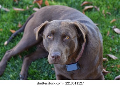 Cute Chocolate Lab Dog Lying In The Leaves In Fall