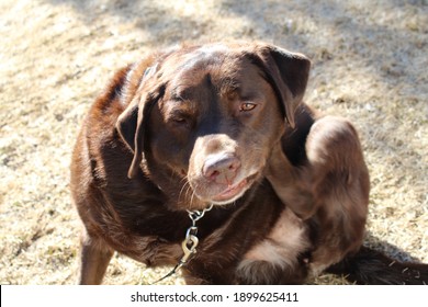 Cute Chocolate Lab Puppy In Fall 