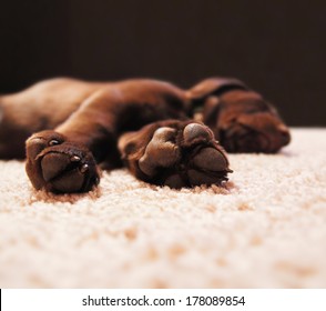 Royalty Free Chocolate Lab Stock Images Photos Vectors