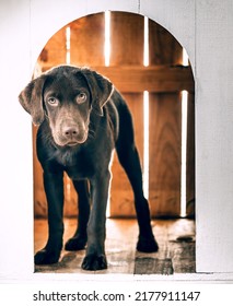 Cute Chocolate Labrador Puppy In Little Wood House.